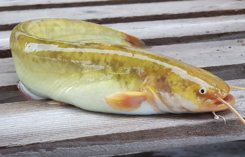 한국기행 경북 의성 흙색요리사 황토메기 메기매운탕 메기불고기 메기구이 덮밥 맛집 위치 · 연락처 6 image 152
