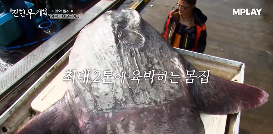 전현무계획4 2AM 포항 개복치 대창구이 수육 요리 맛집 위치 ·연락처 1 image 332