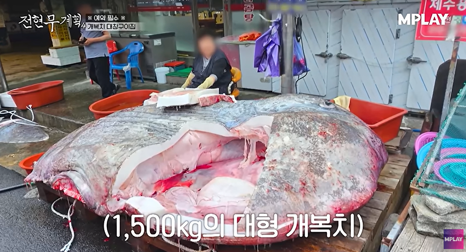 전현무계획4 2AM 포항 개복치 대창구이 수육 요리 맛집 위치 ·연락처 2 image 333