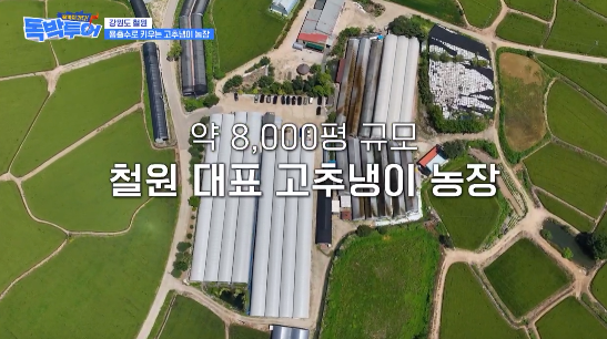 독박투어 철원 고추냉이 농장 송어회 식당 위치 연락처